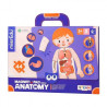 Puzzle Magnetic MierEdu Body Anatomy (3+ years)