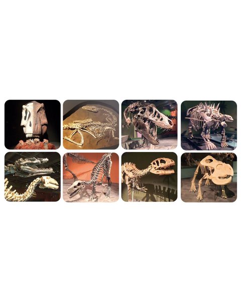 Toy Scratch Torch & Projector Light Dinosaur (3+ years)
